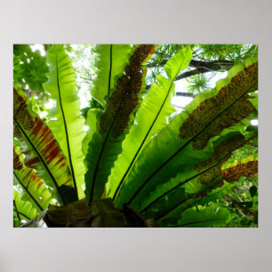 Das Nest-Farn des Vogels Poster