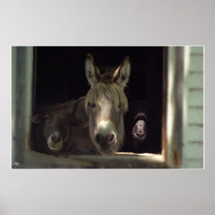 Das neugierige Trio Poster