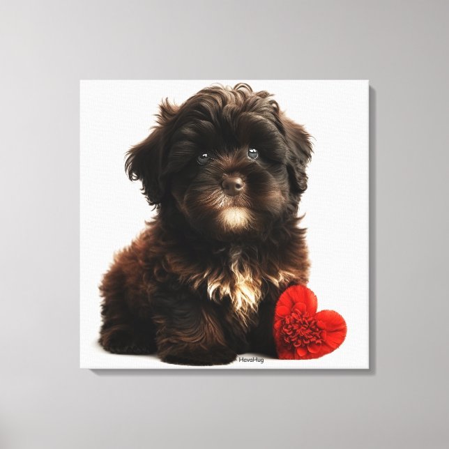 Das Niedliche Valentin, die Chocolate Havanese Wel Leinwanddruck (Vorderseite)