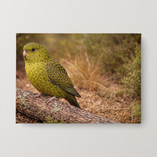 Das Night Parakeet Abzeichen groß Button