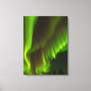 Das Nordlicht Fairbanks, Alaska Leinwanddruck