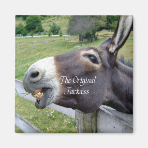 Das Original Jackass Funny Donkey Mule Farm Animal Magnet