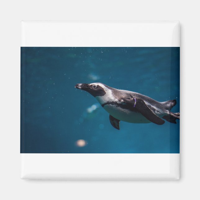 Das Pengiun im Meer. Magnet (Vorne)