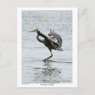 Das perfekte Landing Blue Heron Geschenke Postkarte