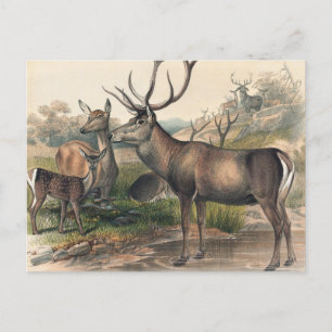 Das Persische Hirsch von Joseph Wolf Postkarte