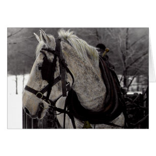 Das Pferd