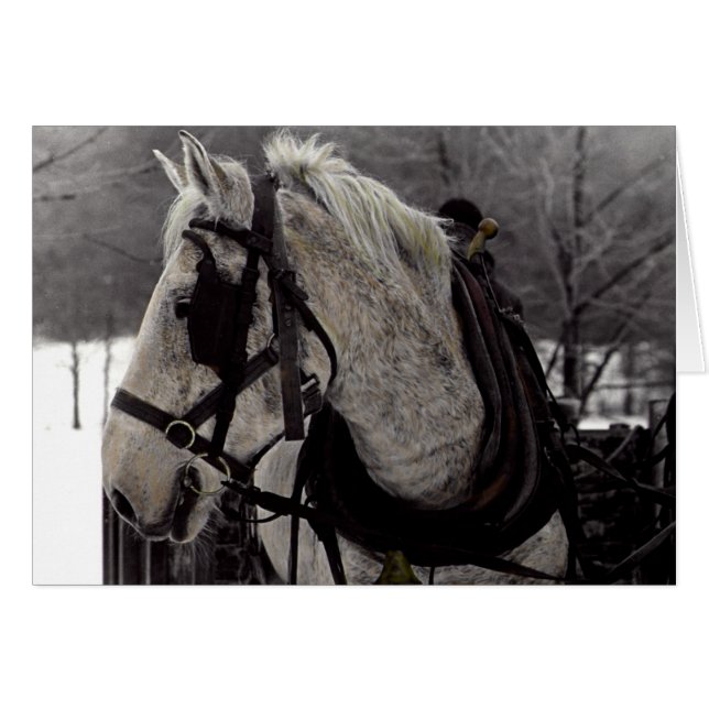 Das Pferd (Vorderseite (Horizontal))