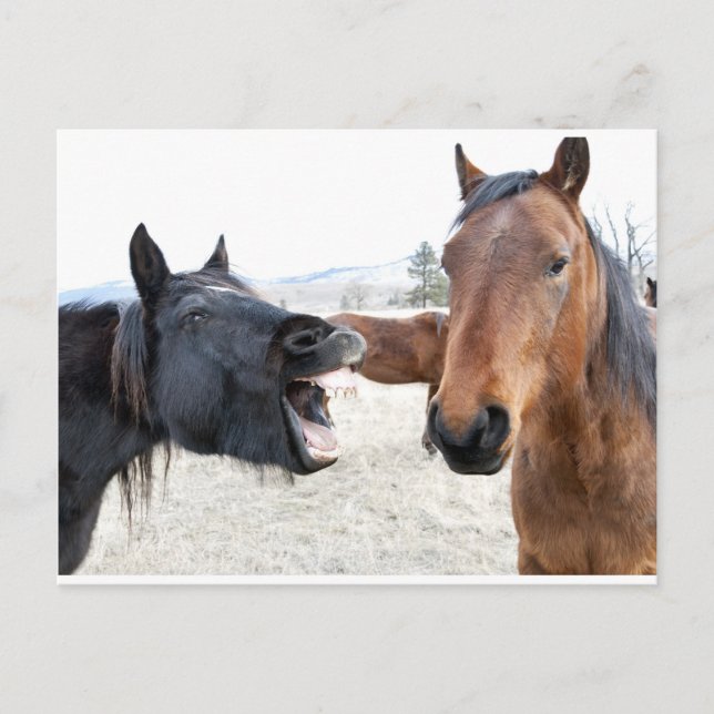 Das Pferd Pesterer Postkarte (Vorderseite)