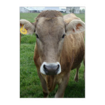 Das Portrait der Jersey Cow