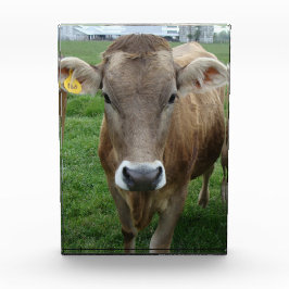 Das Portrait der Jersey Cow Fotoblock