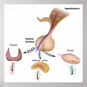 Das Poster der hypothalamischen Hypophyse