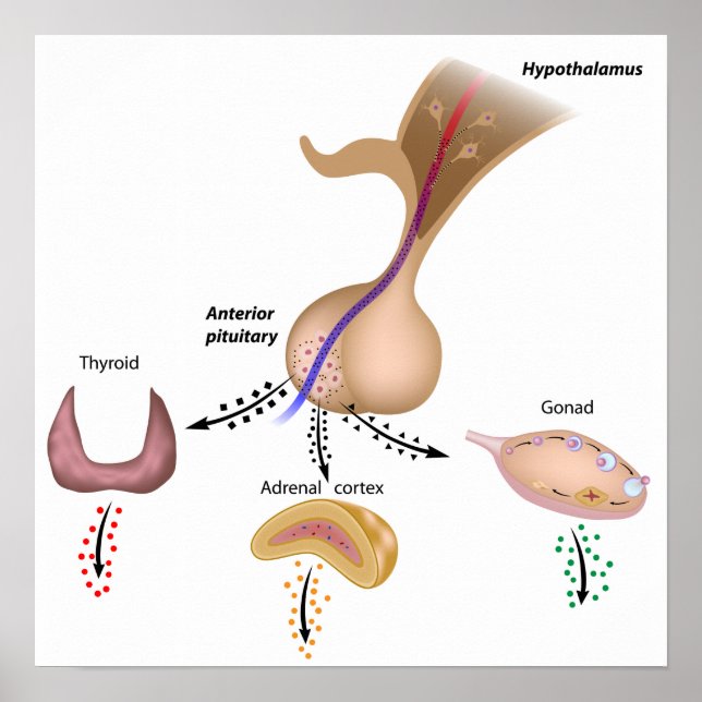 Das Poster der hypothalamischen Hypophyse (Vorne)
