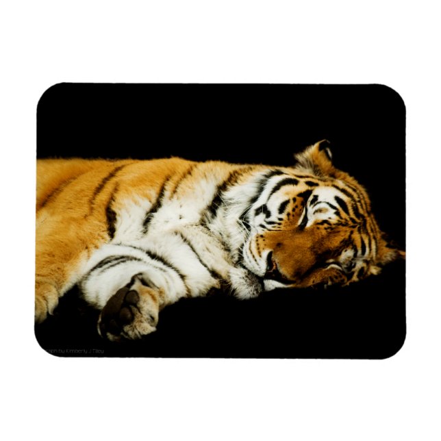 Das prächtige Magnet "Sleeping Amur" (Horizontal)