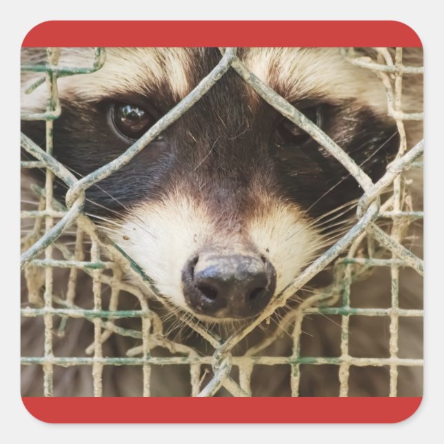 das Raccon auf dem eckigen Aufkleber (Vorderseite)