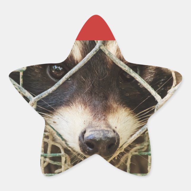 DAS RACCON AUF Sternklebern, Glossy Stern-Aufkleber (Vorderseite)