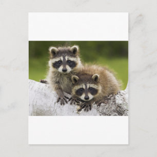 Das Raccoon-Paar Postkarte