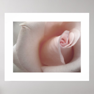 Das rosa Rosenplakat Poster