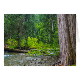 Das Ross Creek Cedars Scenic Area
