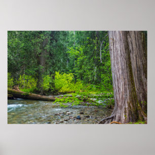 Das Ross Creek Cedars Scenic Area Poster