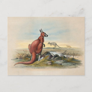 Das rote Kangaroo von Joseph Wolf Postkarte