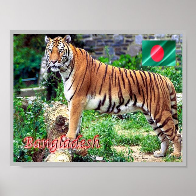 Das Royal Bengalisch Tiger Poster (Vorne)