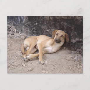Das RPG der Nowzad-Hunde auf der Postkarte