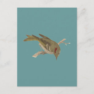 Das Ruby-Kronenkönigchen (Regulus calendula) Postkarte