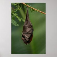 Das ruhige Nickerchen von Bat - Ein Naher Blick au