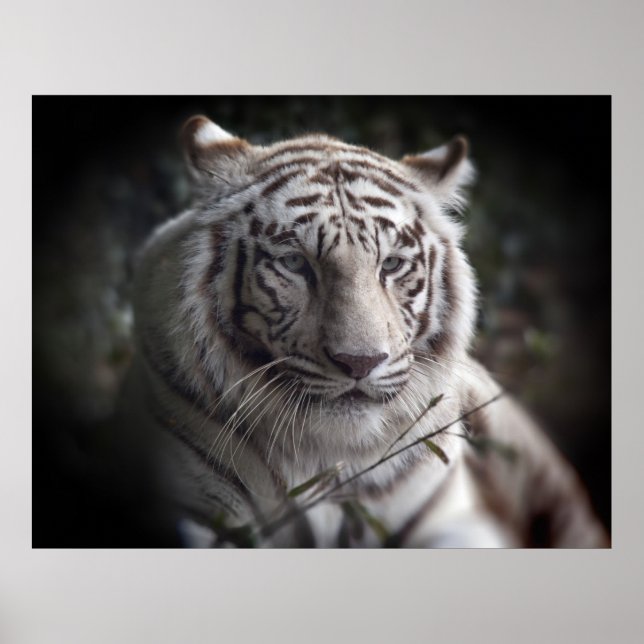 Das schauspielerische Augapester der Tiger Poster (Vorne)
