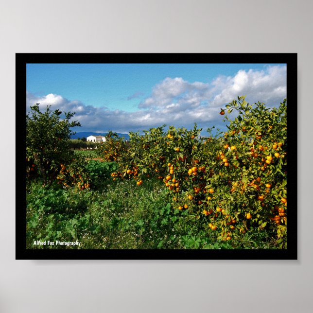 Das Scheunenhaus durch den Orangenhain Poster (Vorne)