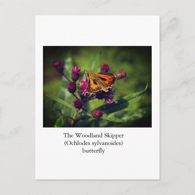 Das Schmetterling des Waldlands Skipper Postkarte (Vorderseite)