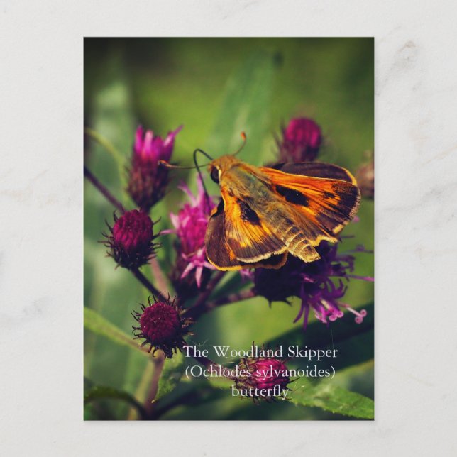 Das Schmetterling des Waldlands Skipper Postkarte (Vorderseite)
