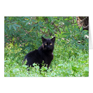 Das schwarze Katzen-Gefühl, das ohne Sie einsam