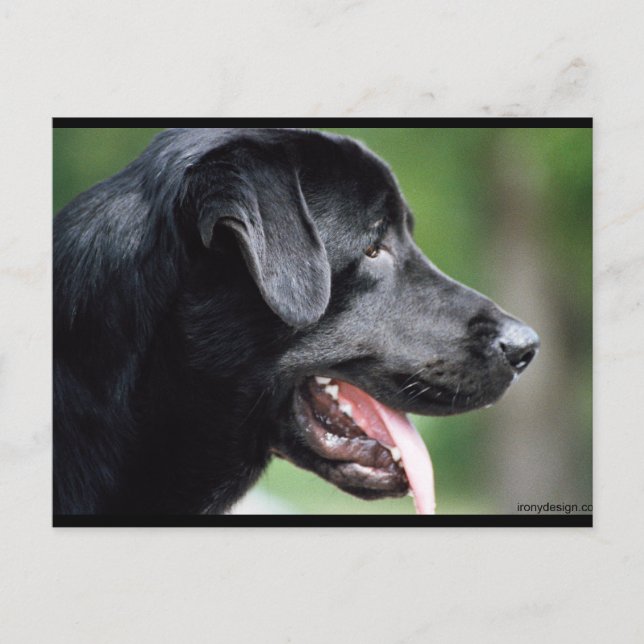 Das schwarze Labrador Postkarte (Vorderseite)
