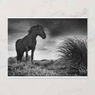 Das schwarze Pferd Postkarte