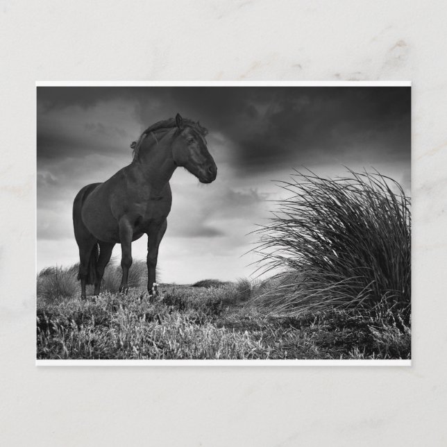 Das schwarze Pferd Postkarte (Vorderseite)