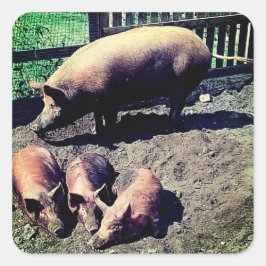 Das Schwein und ihre drei Säuglinge Quadratischer Aufkleber