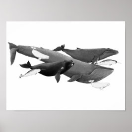 Das Schwimmen von Walen illustriert Kunstwale Poster