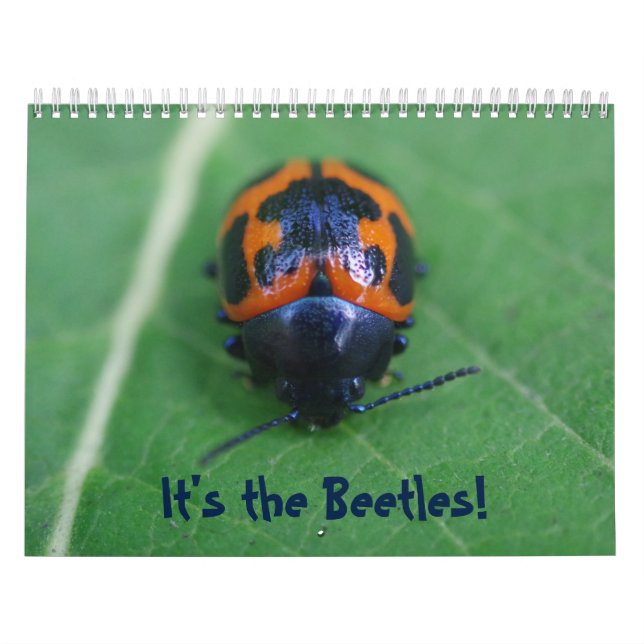 Das sind die Käfer! Insektenkalender Kalender (Titelbild)