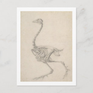 Das Skelett eines Hühners, aus der Reihe 'A Compar Postkarte