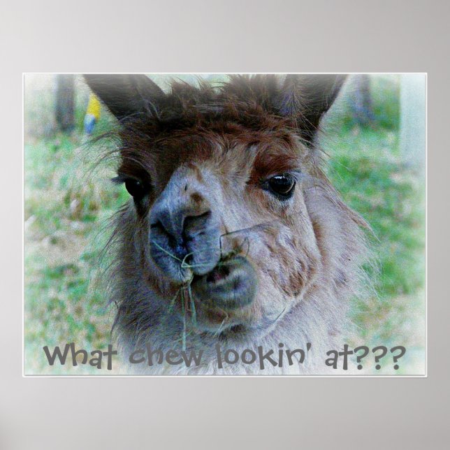 Das sonnige Foto eines Lamas auf einem Plakat (Vorne)