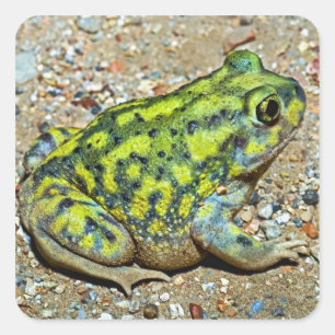 Das Spadefoot einer Couch Kröte Quadratischer Aufkleber