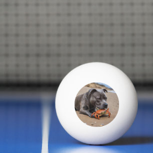 Das Staffy ist ein Freund mit Strandkrabbe, Tischtennisball