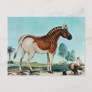 Das Steppenzebra oder The Quagga (1882) Postkarte