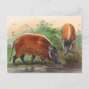 Das südafrikanische Flussschwein von Joseph Wolf Postkarte