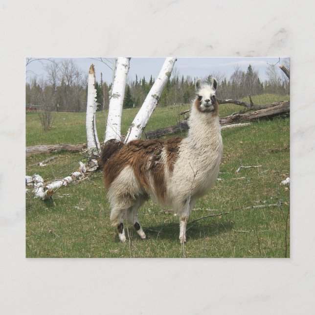 DAS TÄGLICHE LAMA POSTKARTE (Vorderseite)