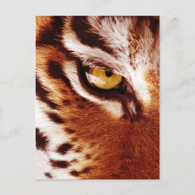 Das Tigeraugenfoto Postkarte (Vorderseite)