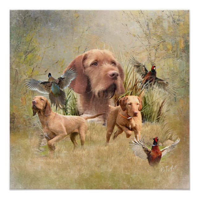 Das ungarische Drahthaar Vizsla Poster (Vorderseite)