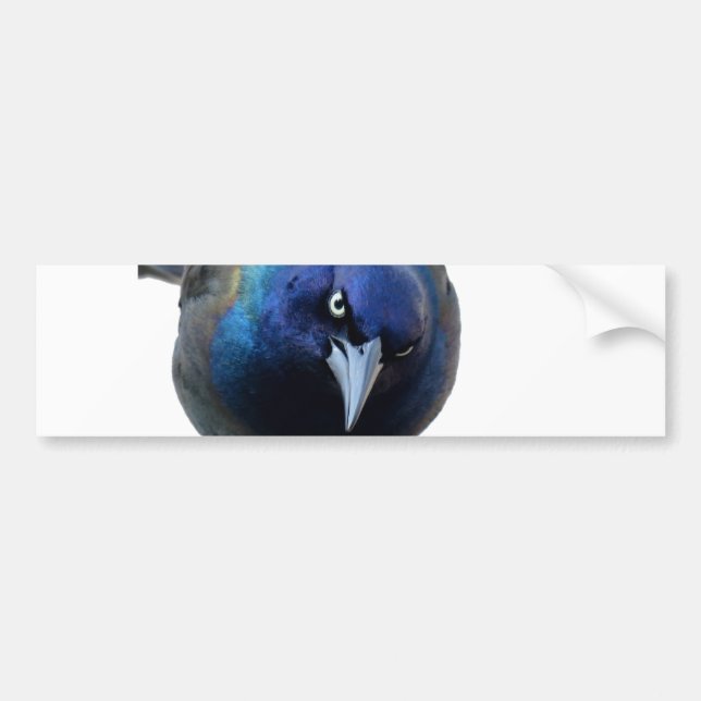 Das verärgerte Grackle Autoaufkleber (Vorne)