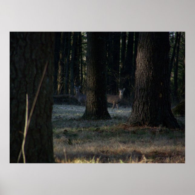 Das versteckte Hirsch Poster (Vorne)